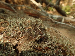 Cladonia glebosa