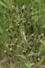 Picris japonica kamtschatica