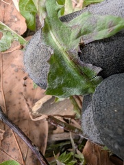 Podosphaera erigerontis-canadensis