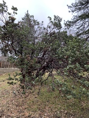 Arctostaphylos pungens