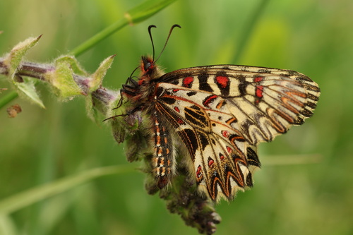 Southern Festoon, Hessen, DE, photo 9 of 10