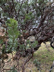 Arctostaphylos pungens