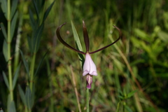 Cleistesiopsis oricamporum