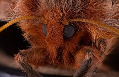 Ormiscodes cinnamomea