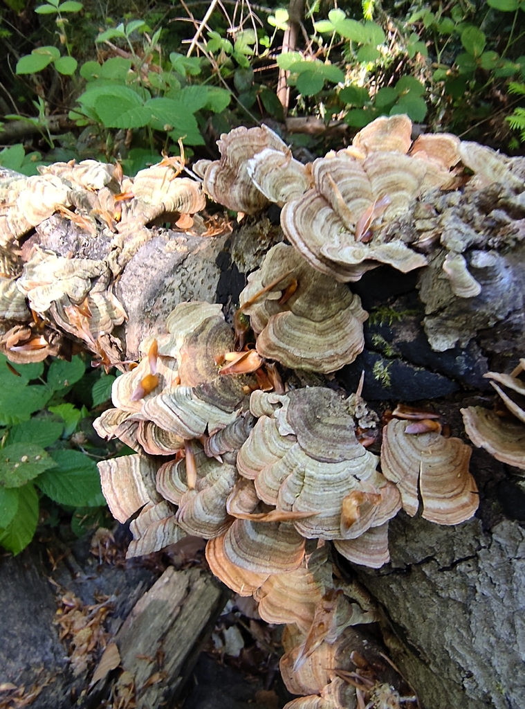Stereum subtomentosum · April 2026 · photo: © eliasfreyhof36614 (iNaturalist, cc-by)