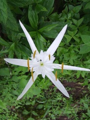 Hymenocallis liriosme