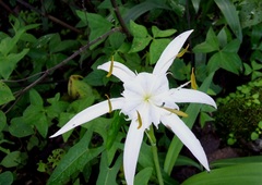 Hymenocallis liriosme