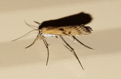 Hednota pedionoma