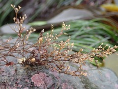 Eudendrium californicum
