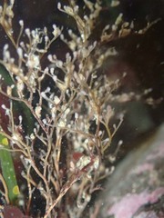 Eudendrium californicum