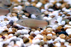 Hora's Loach photo 1
