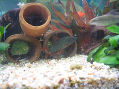 Hora's Loach photo 4