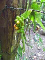 Anthurium flexile