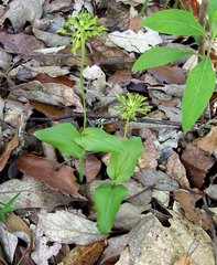 Malaxis brachyrrhynchos