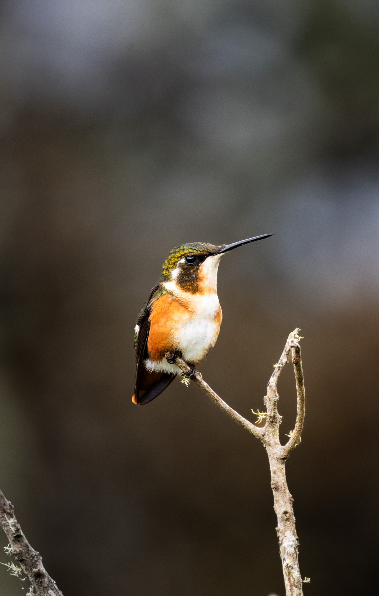 White-bellied Woodstar (Chaetocercus mulsant), photo 7