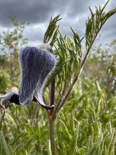 Hairy clematis
