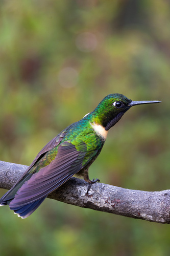Amethyst-throated Sunangel (Heliangelus amethysticollis), photo 4