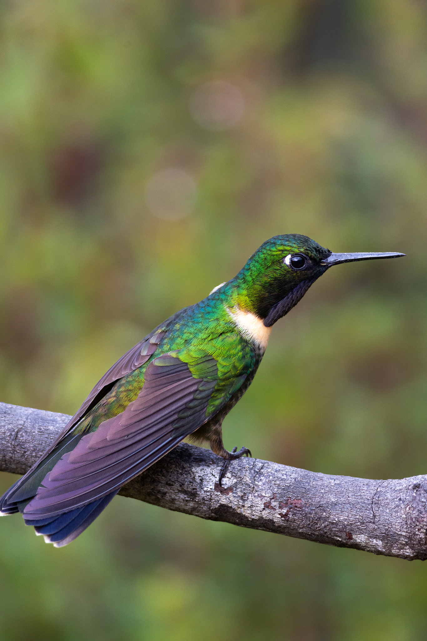 Amethyst-throated Sunangel (Heliangelus amethysticollis), photo 5