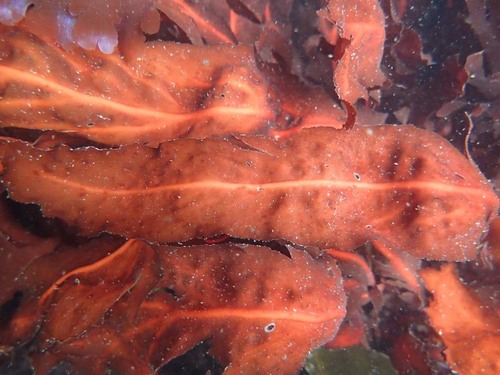 Erythrophyllum