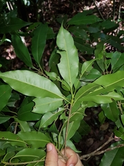 Manilkara staminodella