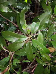 Manilkara staminodella