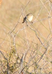 Acanthiza chrysorrhoa
