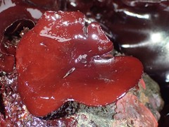 Constantinea simplex