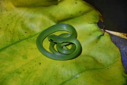 Lichtenstein's Green Racer