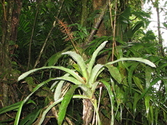 Aechmea lueddemanniana