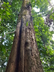 Paramachaerium gruberi