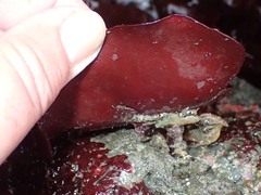 Constantinea simplex