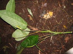 Anthurium microspadix