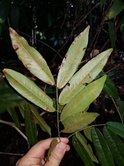 Paramachaerium gruberi