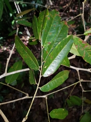 Paramachaerium gruberi