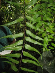 Asplenium serra