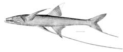 Tripodfish photo 2