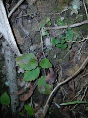 Jovellana sinclairii, photograph (c) naturewatchwidow, some rights reserved (CC BY)