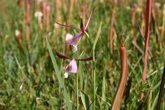 Cleistesiopsis oricamporum