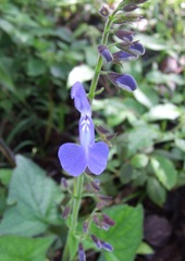 Salvia vitifolia