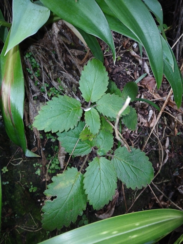 Jovellana sinclairii, photograph 6