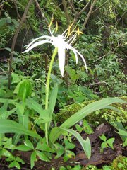 Hymenocallis liriosme