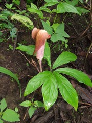 Arisaema macrospathum