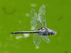 Epitheca petechialis