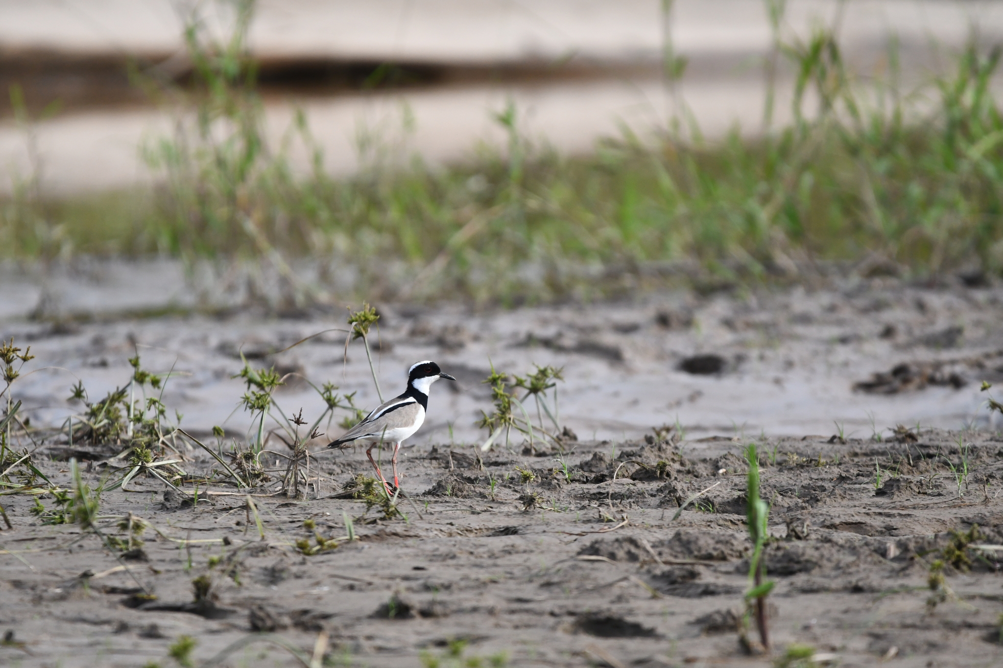 Pied Plover (Hoploxypterus cayanus), photo 2