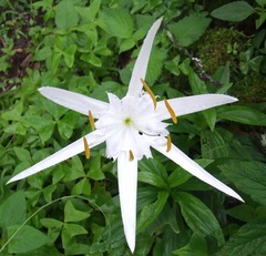 Hymenocallis liriosme