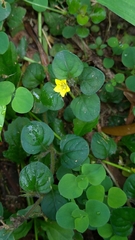 Lysimachia japonica
