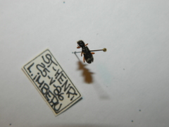 Thanasimus undatulus