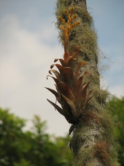 Catopsis hahnii