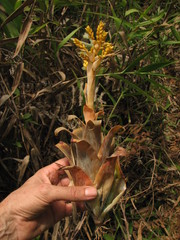 Catopsis hahnii