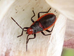 Pyrrhobaphus leucurus